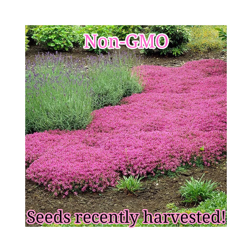 Pink creeping thyme seeds - pink,