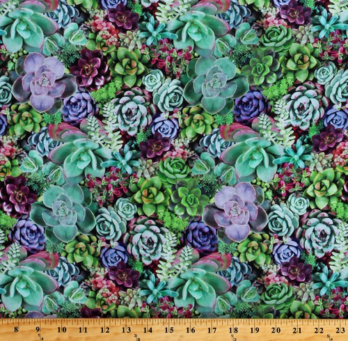 Cotton succulents plants - cotton,